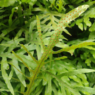 May Flowers Horticulture Installation 41